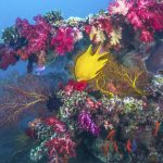 Beqa Lagoon Resort