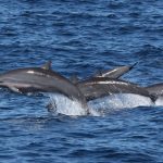The MSY Seven Seas liveaboard