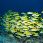 Palau