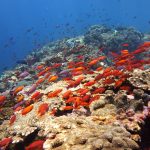 The MSY Seven Seas liveaboard
