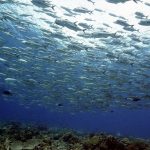 The MSY Seven Seas liveaboard