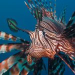 Gangga Island dive resort