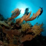 Gangga Island dive resort