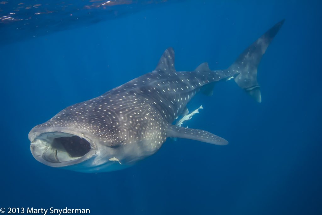 20130729 Isla Mujeres botella 01 39 Edit