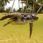 Manta Ray Bay Resort 34 20130909 turtles splits 01 371 1