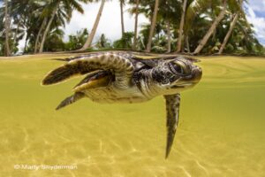 20130909 turtles splits 01 371