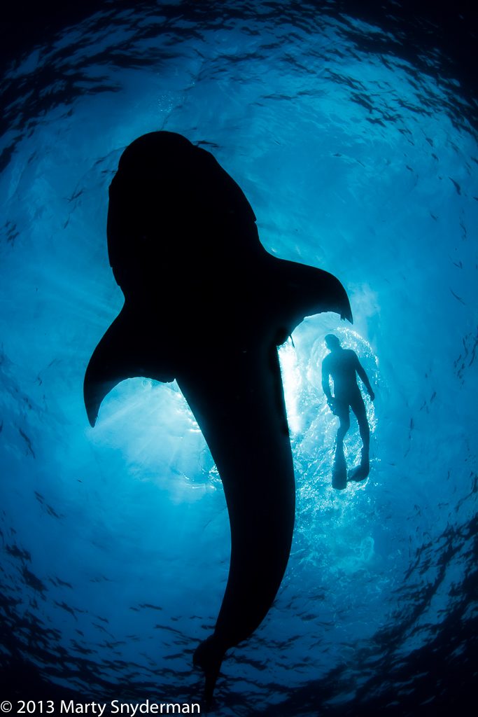 20140709 whale sharks 01 703