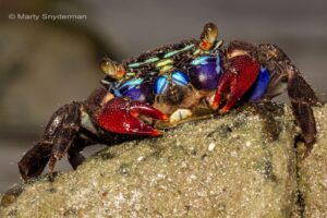 20140831 topside crabs 03 71