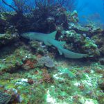 20307043654 255035483b o