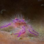 Gangga Island dive resort