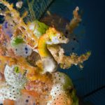 Gangga Island dive resort