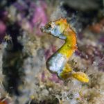 Gangga Island dive resort