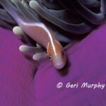 Manta Ray Bay Resort 35 63 GERI MURPHY YAP