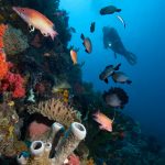 Gangga Island dive resort