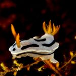 Gangga Island dive resort