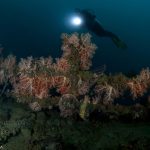 Arenui Boutique Liveaboard 60 ARENUI Maluku AmbonBayWreck