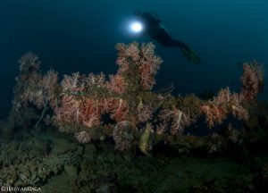 ARENUI Maluku AmbonBayWreck