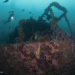 Arenui Boutique Liveaboard 59 ARENUI Maluku AmbonBayWreck2