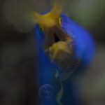 Arenui Boutique Liveaboard 57 ARENUI Maluku AmbonRibbonEel