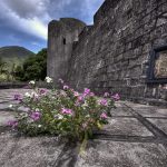 Arenui Boutique Liveaboard 50 ARENUI Maluku BandaFort4