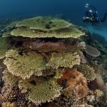 Arenui Boutique Liveaboard 46 ARENUI Maluku BandaReef2