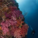 Arenui Boutique Liveaboard 45 ARENUI Maluku BandaSoftCorals