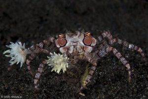 ARENUI Maluku BoxerCrab