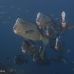 Arenui Boutique Liveaboard 43 ARENUI Maluku Bumpheads