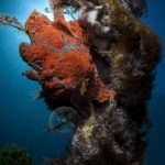 Arenui Boutique Liveaboard 42 ARENUI Maluku Frogfish