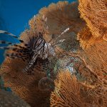 Arenui Boutique Liveaboard 41 ARENUI Maluku Lionfish