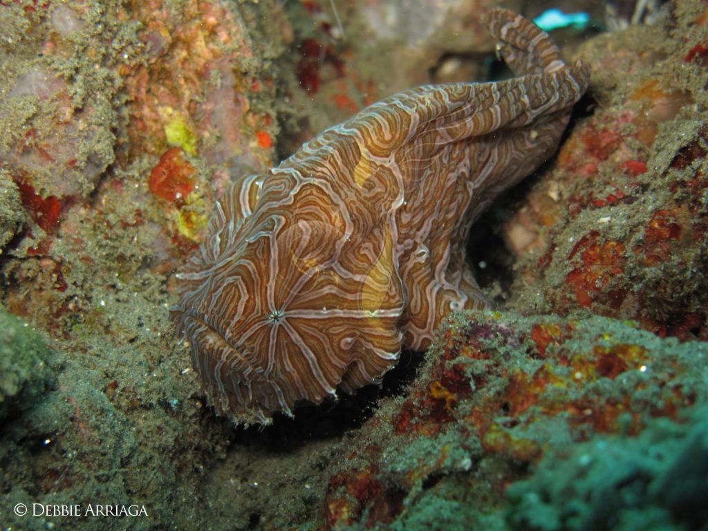 ARENUI Maluku PsychedelicFrogfish