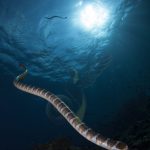 Arenui Boutique Liveaboard 34 ARENUI Maluku SeaSnake