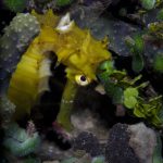 Arenui Boutique Liveaboard 38 ARENUI Maluku Seahorse