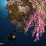 Arenui Boutique Liveaboard 37 ARENUI Maluku SoftCoralsDiver