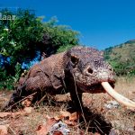 Adelaar Komodo Liveaboard 2