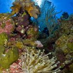 CBBR Reef