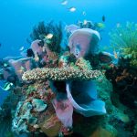 Apo corals by Davif Hettich