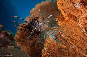 Arenui Boutique Liveaboard