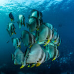 BATFISH 2