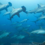 Banda Hammerheads