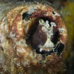 Blenny in Bottle 8