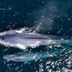 Blue Whales David Serradell 1
