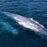 Blue Whales David Serradell 2