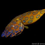Blue ring octopus