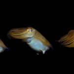 Broadclub cuttlefish swimming motion