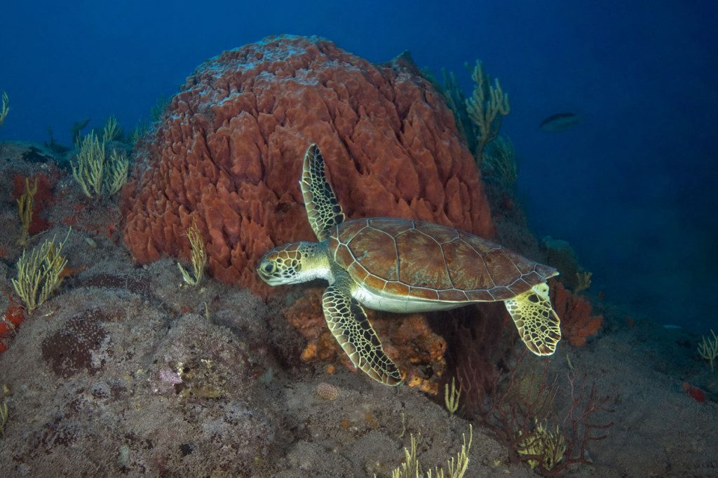 Caribbean Explorer 2 SCUBA Liveaboard diving turtle 1024x6821