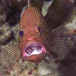Coral Grouper 1