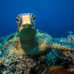 Curious turtle in Apo Island by David Hettich