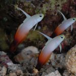 Dartfish 3