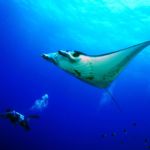 Diver with Manta